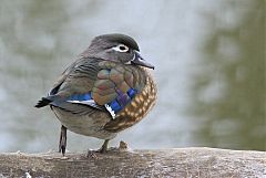 Wood Duck